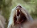 BBC Motion Gallery WILD AFRICA With Toto