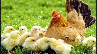 Download lagu Amazing Chicken Harmony! Baby Chicks, Hens & Roosters Make Music From Their Real Sounds mp3 Download lagu Amazing Chicken Harmony! Baby Chicks, Hens & Roosters Make Music From Their Real Sounds mp3