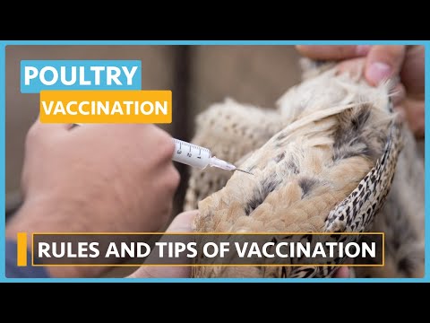 Poultry Disease and Vaccination Lesson 1 Why vaccinate your flock
