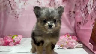 ハーフ犬の動画01