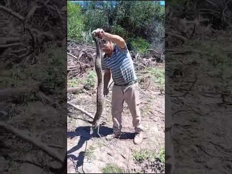 Nuestros amigos de LLA Fontana, nos envían este video desde Pozo Del Tigre.