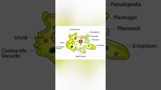 Download lagu Amoeba Diagram mp3