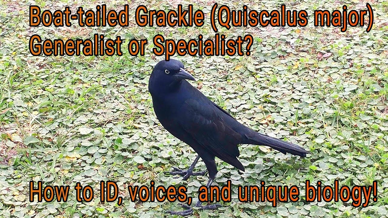 Boat-tailed Grackle (Quiscalus major) Generalist or specialist?  Learn ID, habits, and songs.