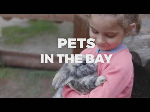 DogFest celebrates 50 years of no-cost service dogs - YouTube