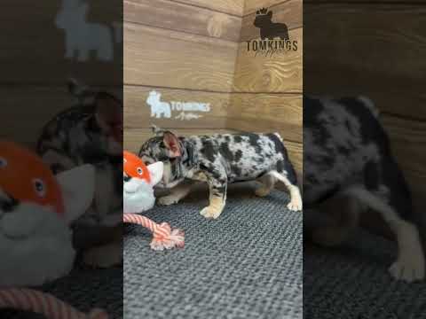 Video 4