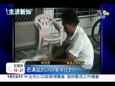 鮮美田鼠大餐?! 恐把溝鼠吃下肚