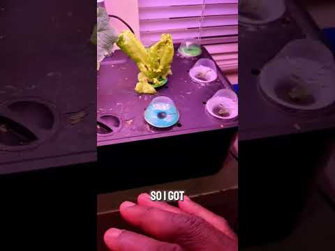 MUFGA 12 Pods Hydroponics Growing System #apartmentgarden #gardeningforbeginners #hydroponicsystem