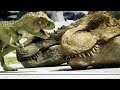 A WEAK DINOSAUR Will Have To DEFEAT The GREAT T REX KING To DEFEND His FAMILY RECAP
