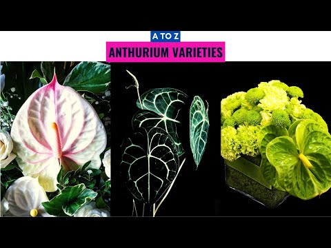 , title : 'Anthurium Varieties A to Z'
