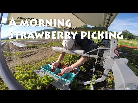 download lagu mp3 mp4 Llc Strawberry Farm, download lagu Llc Strawberry Farm gratis, unduh video klip Llc Strawberry Farm