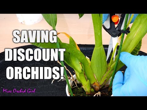 Rejuvenating stressed Oncidium Orchids + Detailed explanations for each step!