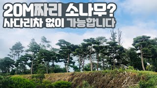 소나무 병충해 농약관리 노하우! 전라북도 전시장 깨알리뷰