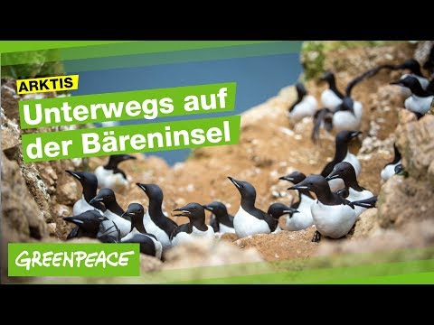 Bedrohte Bäreninsel