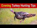 Evening Turkey Hunting Tips
