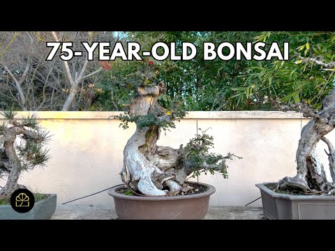 I Carried this 75-Year-Old Bonsai Back from Taiwan | My Bonsai Creations