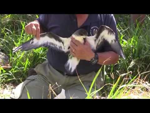 Bermuda Petrel on Nonsuch Island, November 2015
