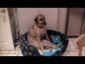 DOGS Making FUNNY NOISES Will Make You BURST Into LAUGHTER Funny DOGS Making Noises Compilation