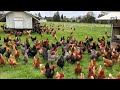 How American Farmers Raise Millions Of Poultry In The Pasture - Chicken Farming