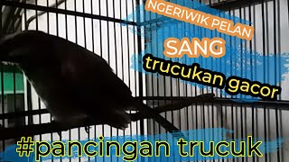 Download lagu Pancingan trucukan paling dicari  pancingan trucukan yang malas bunyi | NGeriwik Pelan Slow mp3 Download lagu Pancingan trucukan paling dicari  pancingan trucukan yang malas bunyi | NGeriwik Pelan Slow mp3