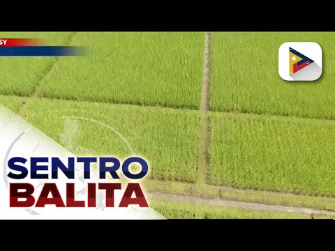 IRRI, patuloy sa pagbuo ng mga binhi ng palay na kayang tumatagal sa tagtuyot