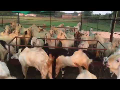 GOAT FARM AL IFFAH