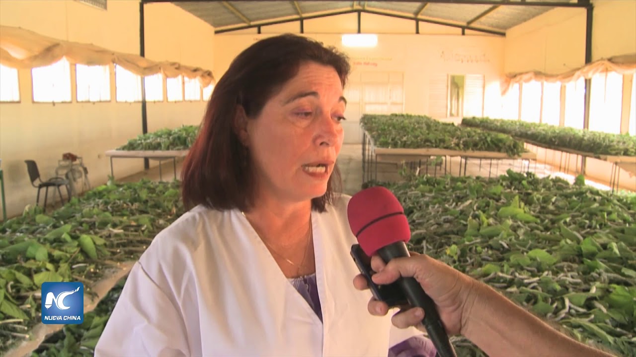 Watch Cuba incursiona en la cría del gusano de seda Now Cuba incursiona en la cría del gusano de seda
