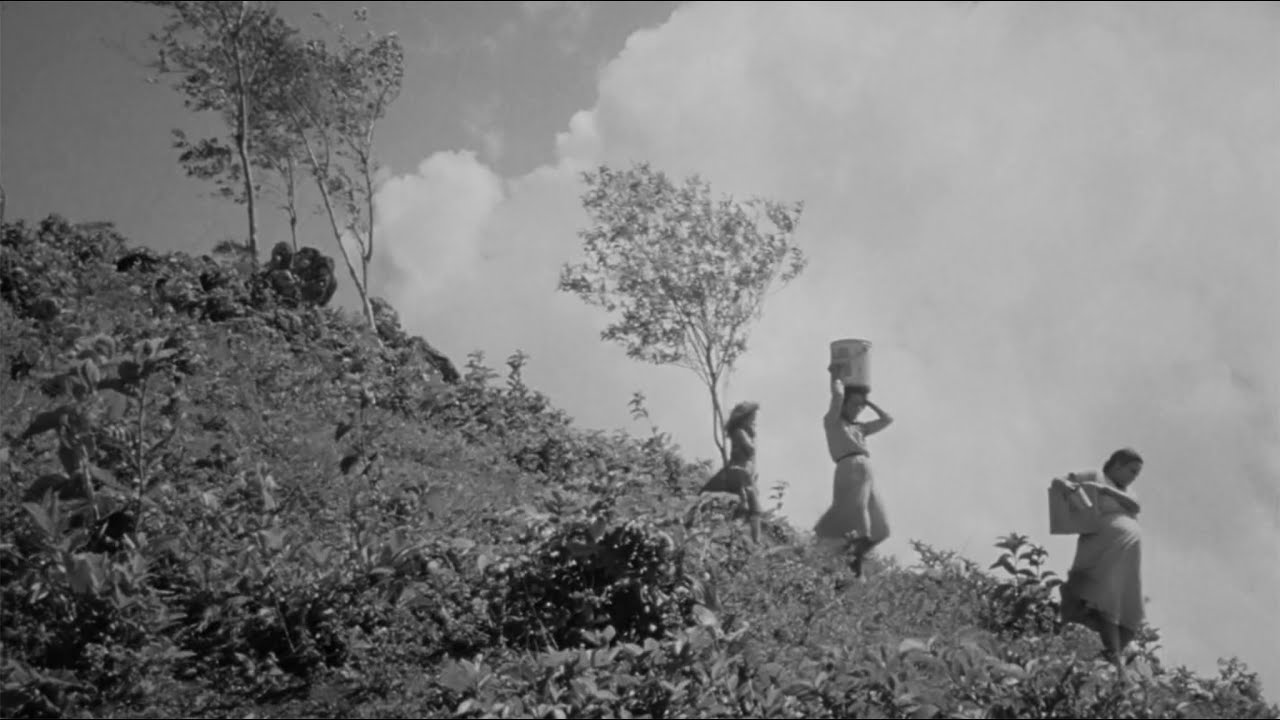 Todo Parecía Posible – trailer | IFFR 2025