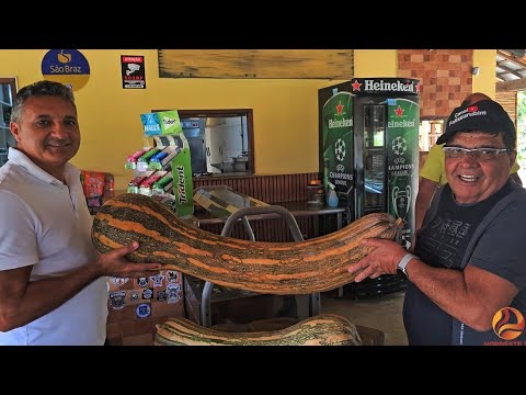 Um Jerimum pra mais de metro