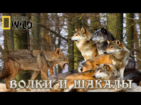 Волки и шакалы - дикие охотники