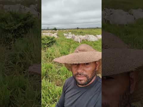 Jacundá para