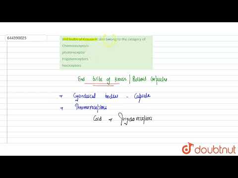 End bulbs of Krause in skin belong to the category of | 12 | MOCK TEST 15 ZOOLOGY | BIOLOGY | AA...