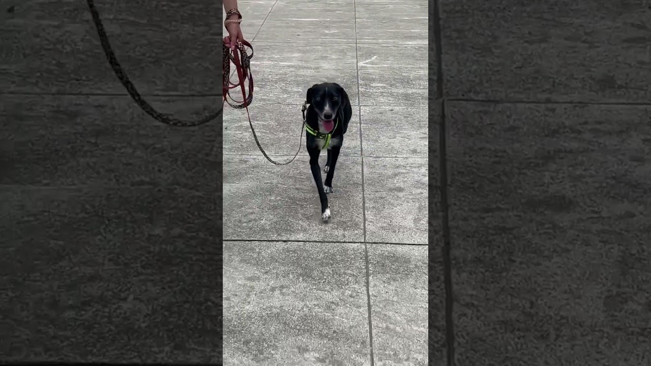 Lira, a ADOPTABLE mixed breed in Morristown, NJ video 3/6