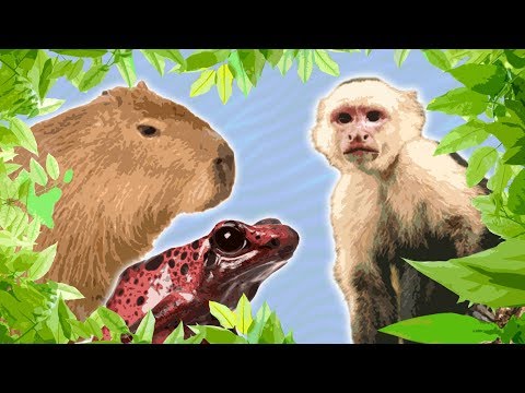 10 Jungle Animals for Kids || Amazon Animals for Kids || South American Animals