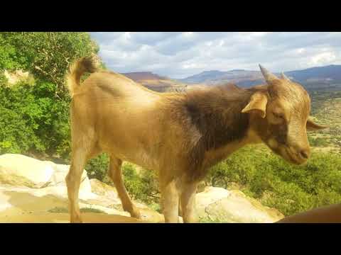 Alemayehu Hafte New Ethiopian Tigrigna Tenben Instrumental music Official video 2019