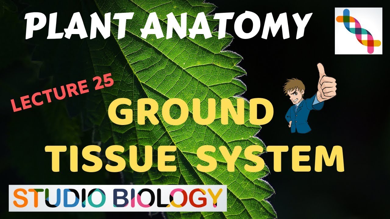 Plant Anatomy 25 - Ground tissue system - YouTube