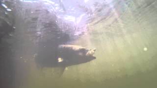 preview picture of video 'Striper Fishing Weldon, NC'