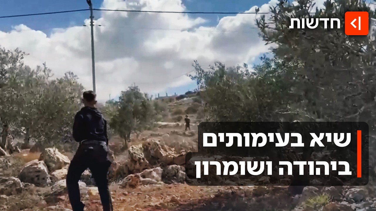אלות, אבנים - ומחסור באכיפה של צה"ל: עונת מסיק הזיתים שוברת שיאים ביו"ש