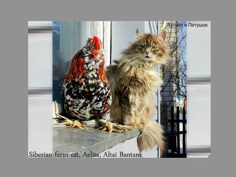 Siberian farm Cats, History of this Photo 