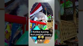 Download lagu Ketika kucing ikut panjat pinang #shortvideo #ngakak #funny mp3 Download lagu Ketika kucing ikut panjat pinang #shortvideo #ngakak #funny mp3
