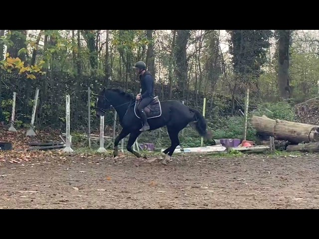 Superbe jument bwp de 7 ans +-1m70