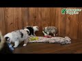 Miniature Australian Shepherd dogs for sale: Landon - Video 1