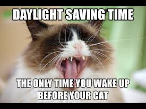 IT'S DAYLIGHT SAVINGS TIME CATS (IT'S DAYLIGHT SAVINGS TIME CATS)