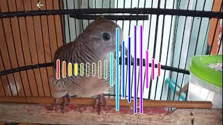 Download lagu SUARA PERKUTUT GAJAH MADA GACOR JERNIH || kicau pidong mp3 Download lagu SUARA PERKUTUT GAJAH MADA GACOR JERNIH || kicau pidong mp3