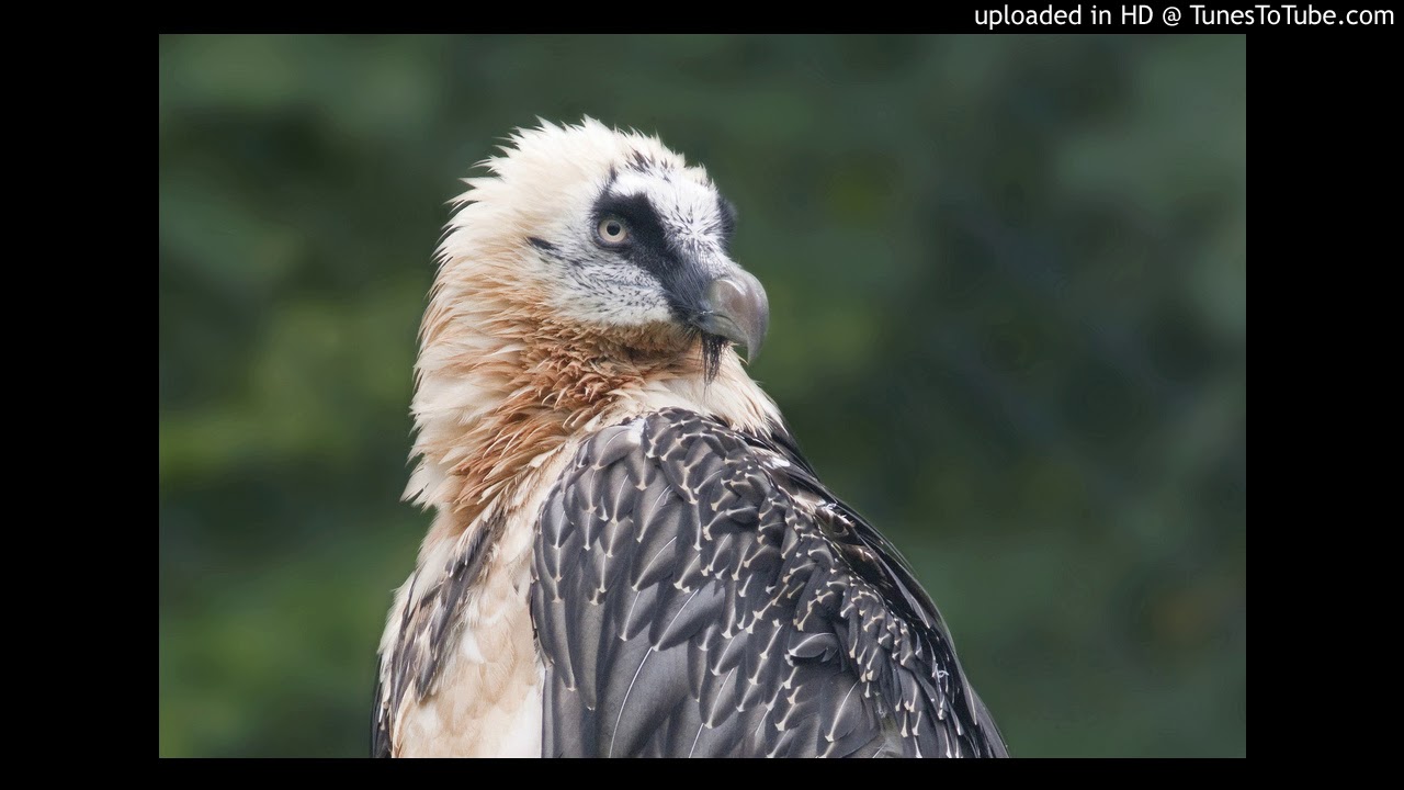 youtube video id=qgOTZHYLBgU