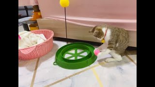 My Cat (Let’s play a ball game⚽️)