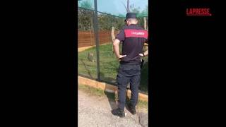 Brescia: aveva in casa due serval selvatici, animali confiscati dalla Forestale