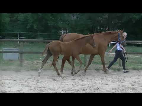 HF2018 Don Nobless Worldly neu