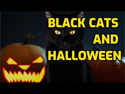 Why Are Black Cats Associated With Halloween?