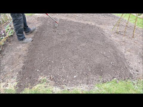 Sowing Carrots and Parsnips