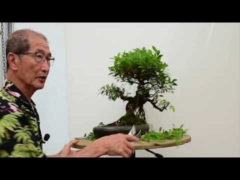 , title : 'How to care for Ficus Bonsai